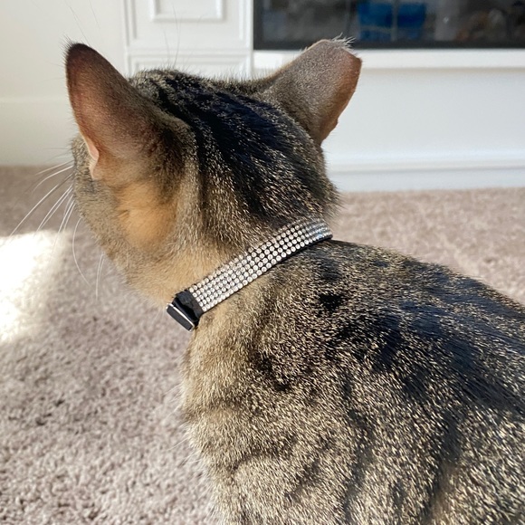 Glam Cat Collar Silver Bling Rhinestone Crystals Pull On Style Adjustable - Picture 4 of 8